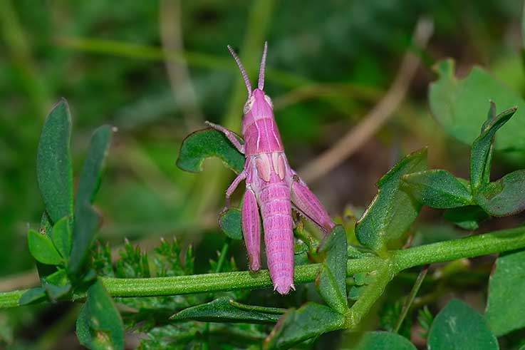 Chorthippus parallelus (Acrididae)